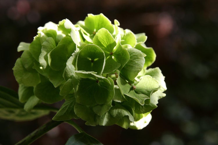 Hortensia